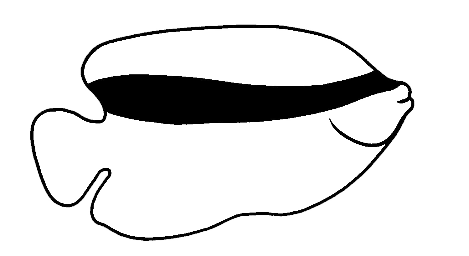 maskedfish logo